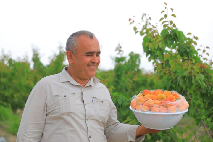Поп боғларида ўрик пишди