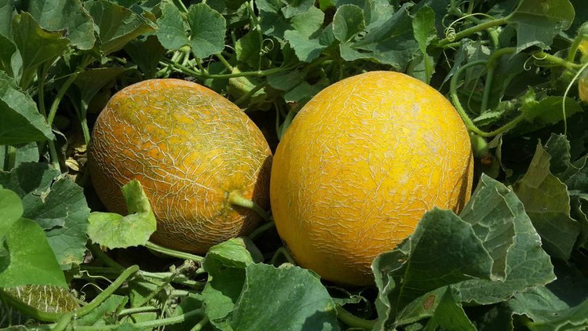 Қовун зараркунандаларига қарши қандай курашамиз?