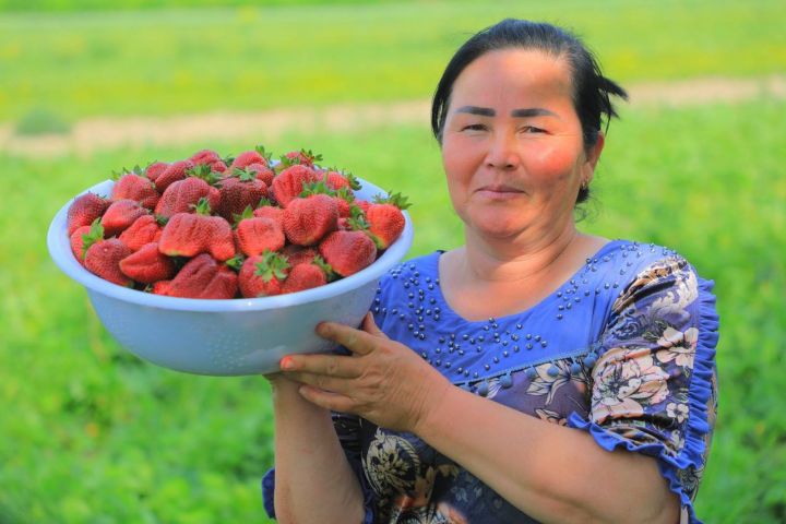 Қулупнайнинг ўзи ширин, даромади ундан ҳам тотли