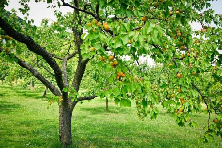 Ўрик дарахтини касалликлардан ҳимоя қилинг!
