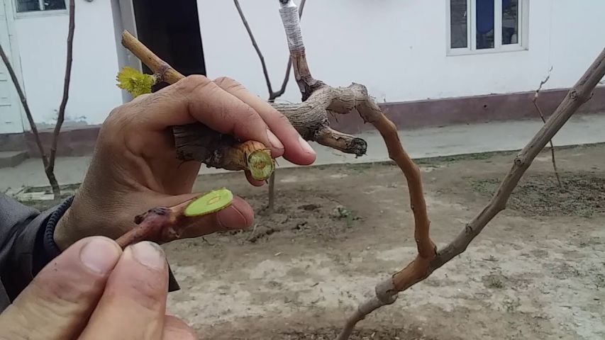 Искана пайванд қилиш бўйича тавсиялар