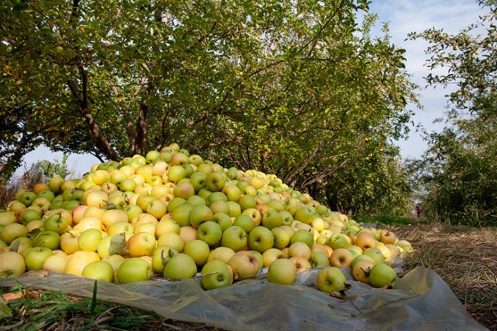 Меваларингизни олма қуртидан асранг!