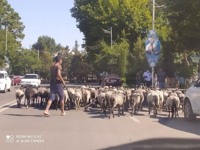 НАМАНГАНДА ТАДБИРКОР ТУМАН ҲОКИМЛИГИ БИНОСИ ОЛДИГА 100 ГА ЯҚИН ҚЎЙНИ ҲАЙДАБ КЕЛДИ: БУНГА САБАБ НИМА ЭДИ?
