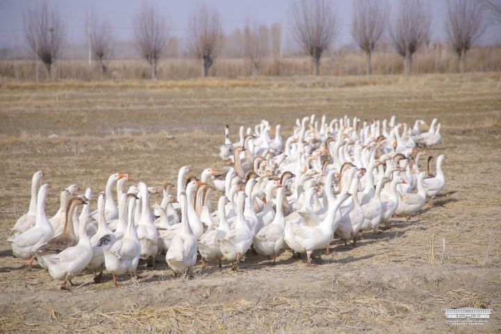 «Кунига 250-300 минг сўм харажат, 1 миллион 700 минг сўмгача даромад бор» – мингбулоқлик Дилшод Набиев